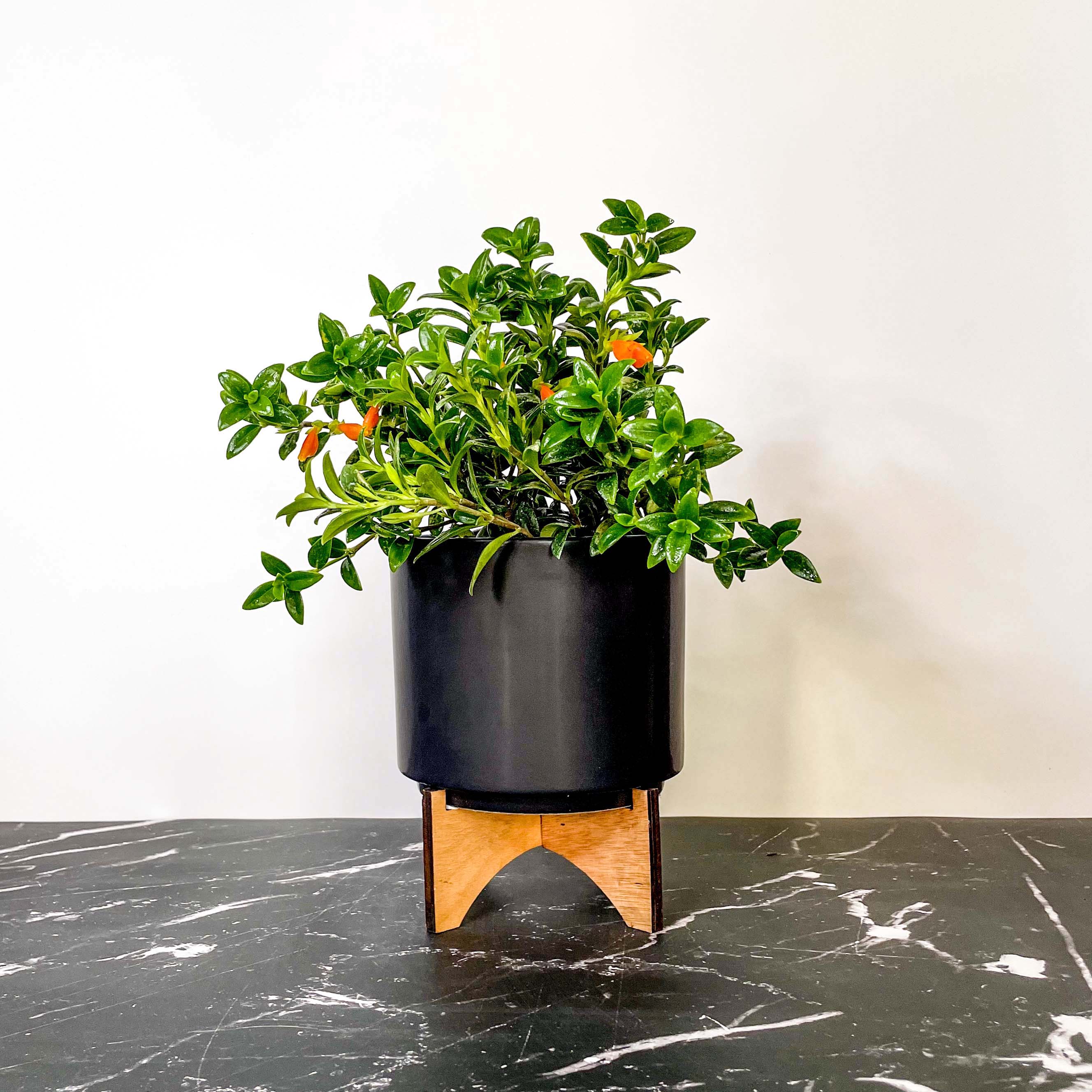 goldfish plant indoor Columnea gloriosa 'California Gold' (Goldfish Plant) – Magic Valley Gardens