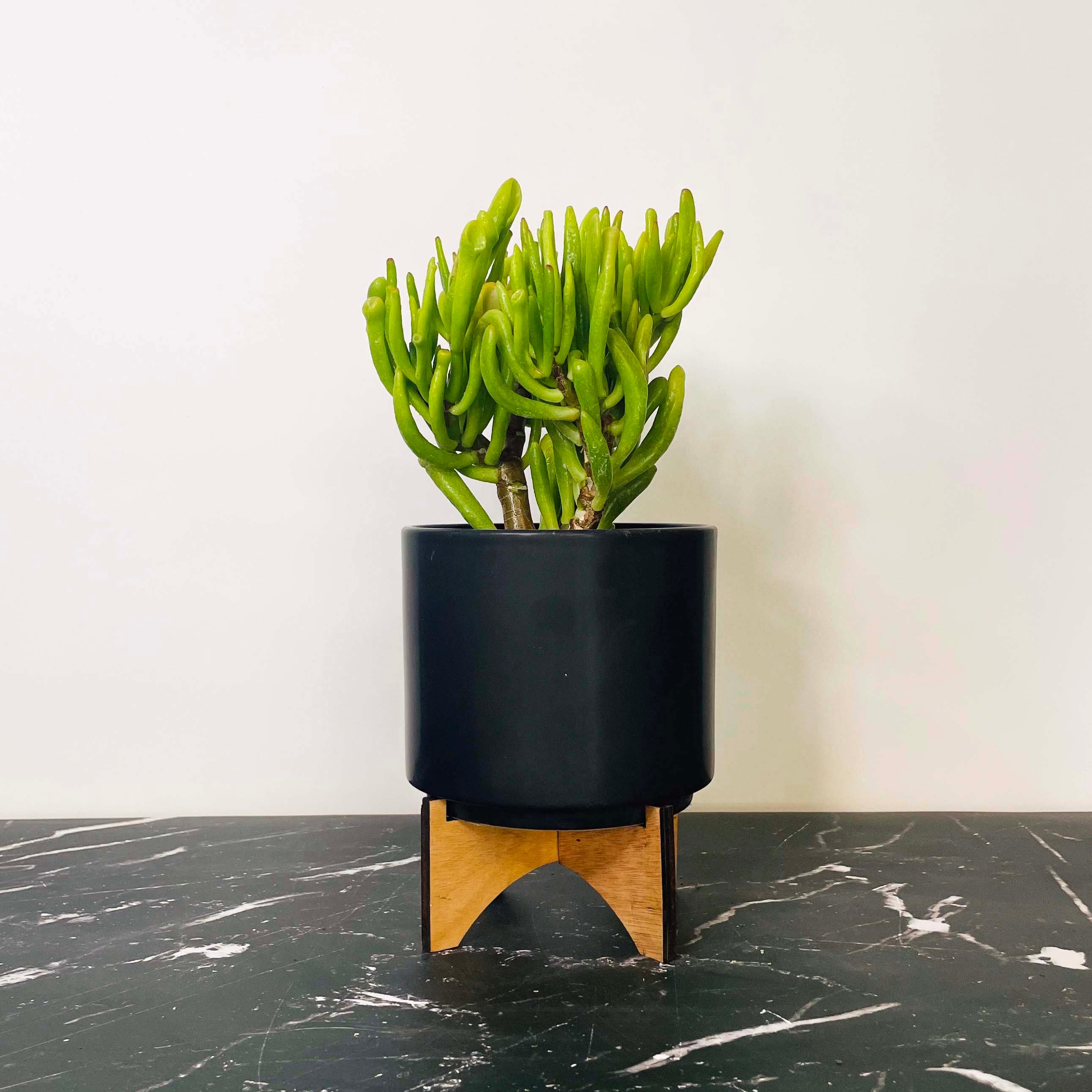 hobbit succulent Crassula ovata 'Hobbit' – Magic Valley Gardens