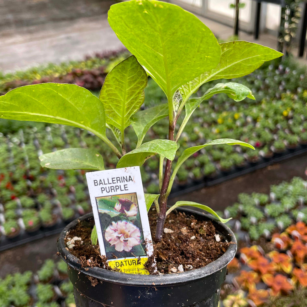 datura plant in pot Ballerina Purple Datura – Magic Valley Gardens