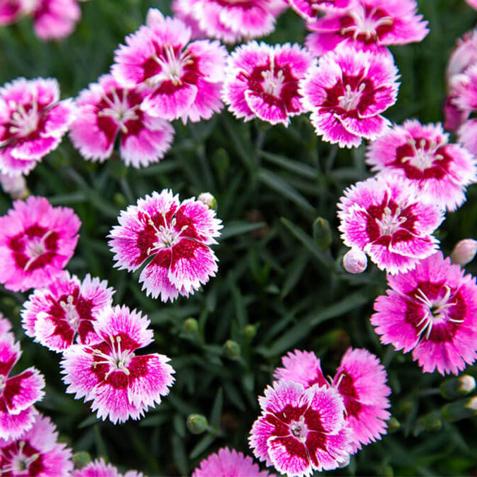 EverBloom Raspberry Jam Dianthus – Magic Valley Gardens
