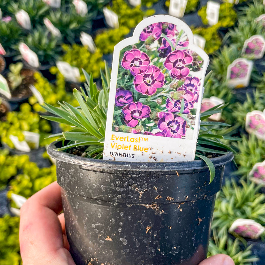 plant dianthus in pot EverLast Violet Blue Dianthus – Magic Valley Gardens