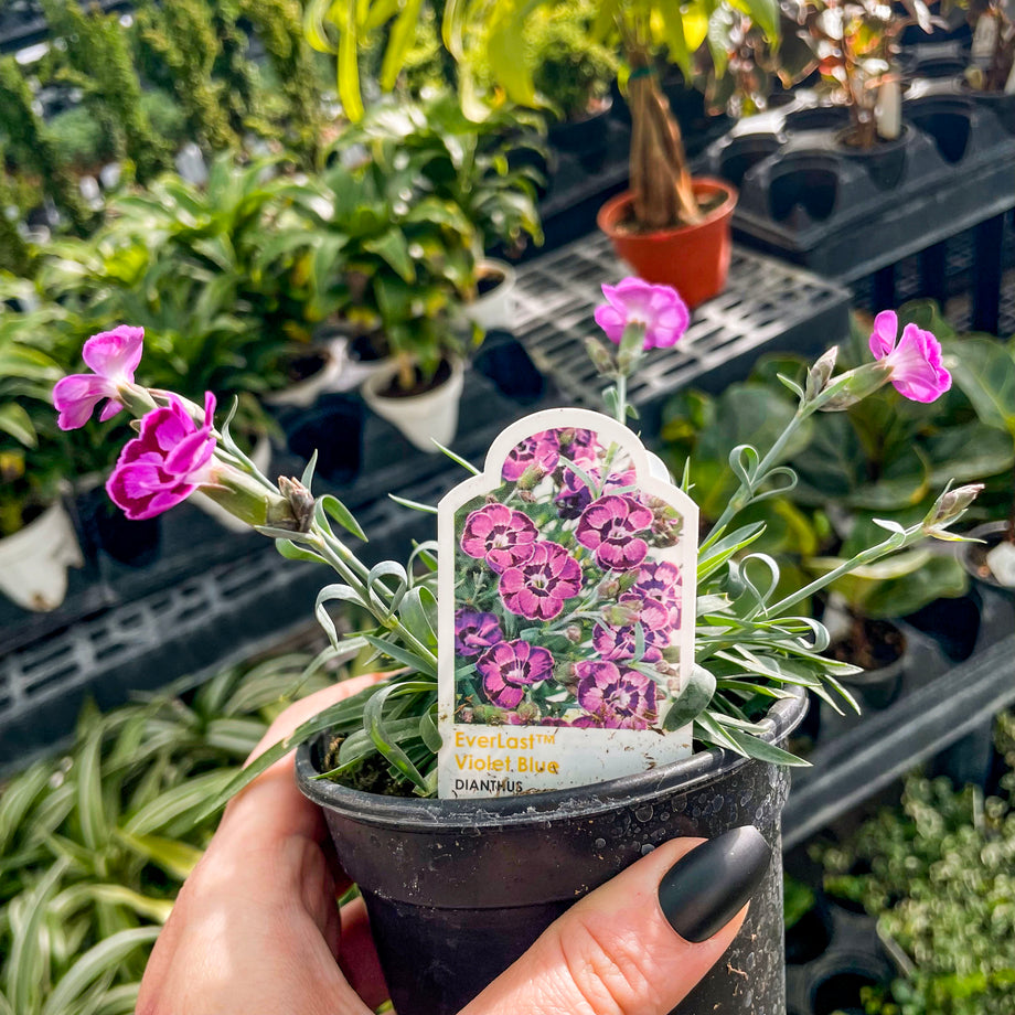 dianthus indoor plant EverLast Violet Blue Dianthus – Magic Valley Gardens