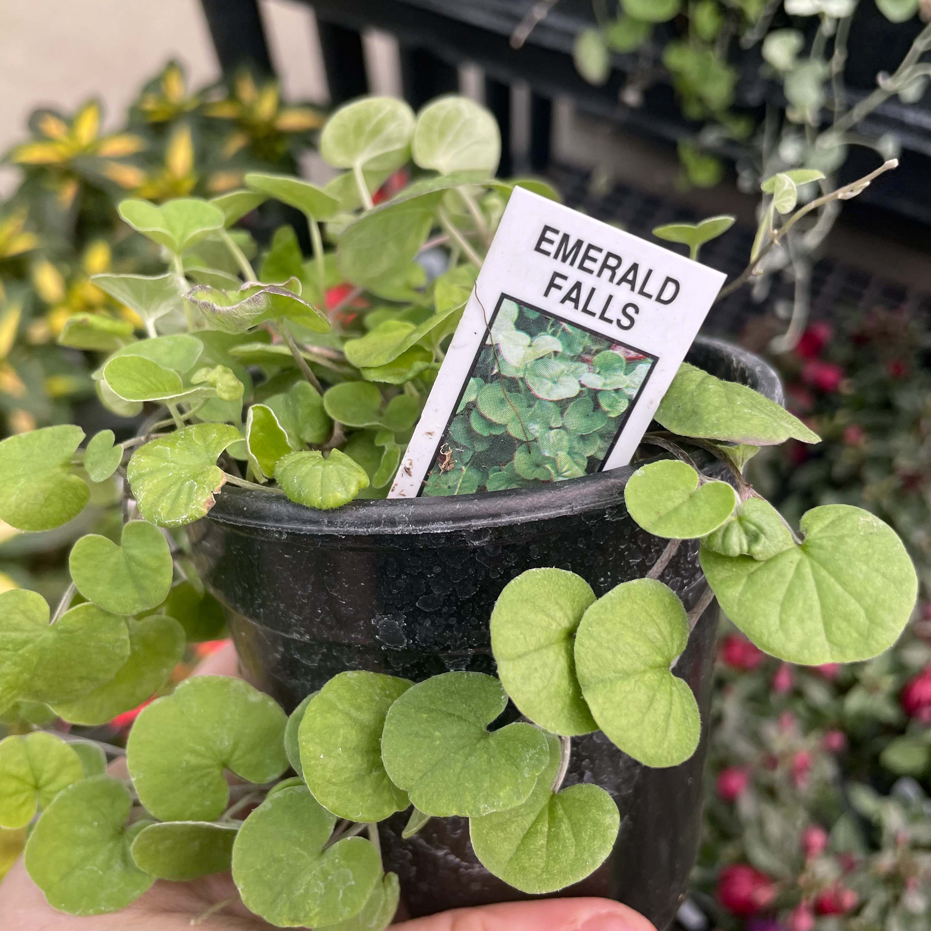 emerald falls plant indoor Emerald Falls Dichondra