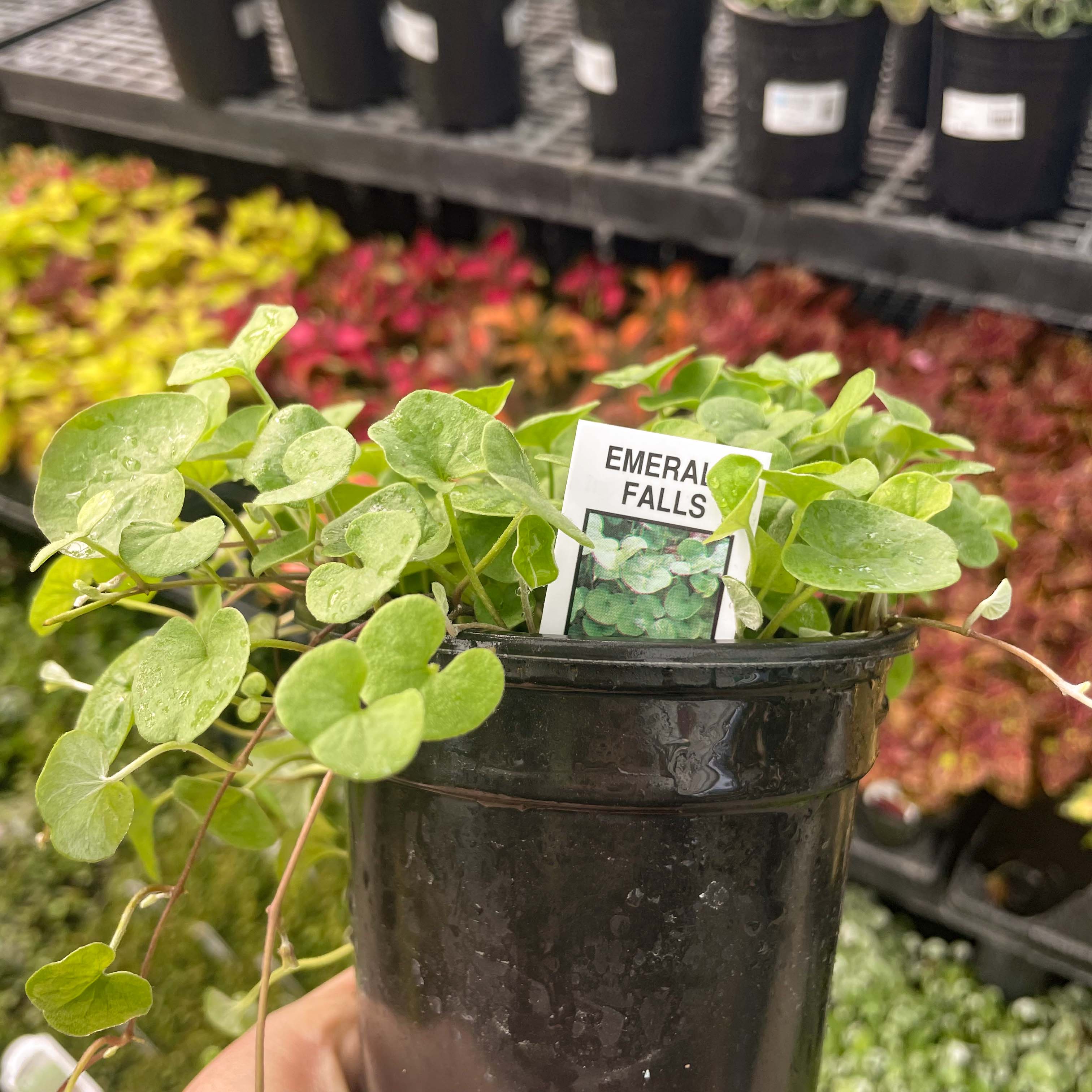 emerald falls plant indoor Emerald Falls Dichondra