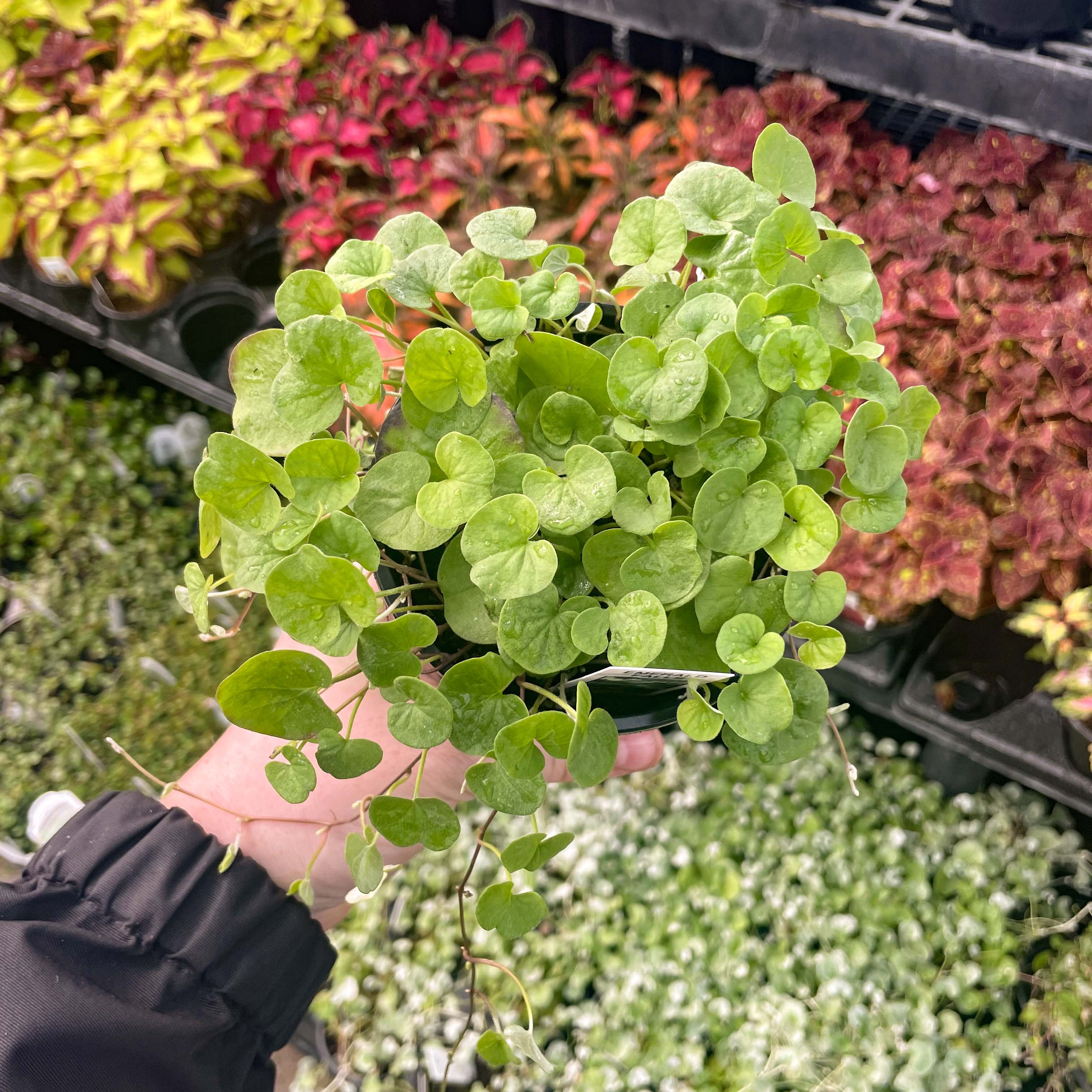 emerald falls plant indoor Emerald Falls Dichondra