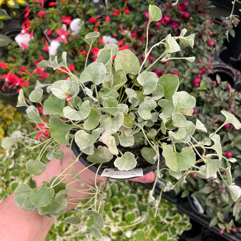 silver leaf hanging plant Silver Falls Dichondra