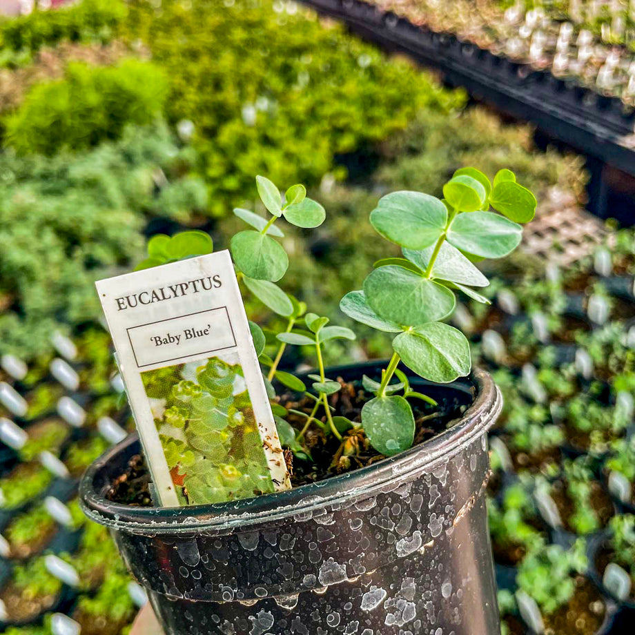 Baby Blue Eucalyptus, Florist Silver Dollar, Plant – Magic Valley Gardens
