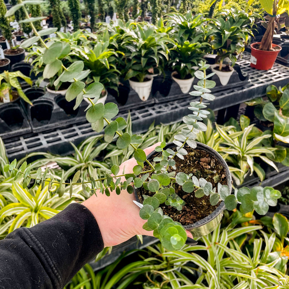 eucalyptus care plant Baby Blue Eucalyptus, Florist Silver Dollar, Plant – Magic Valley Gardens