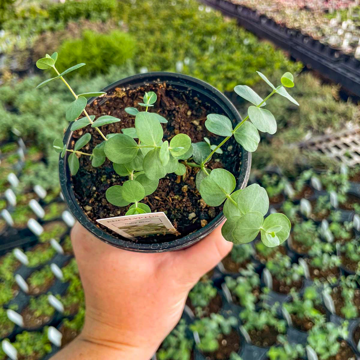 baby blue eucalyptus plant indoor Baby Blue Eucalyptus, Florist Silver Dollar, Plant – Magic Valley Gardens