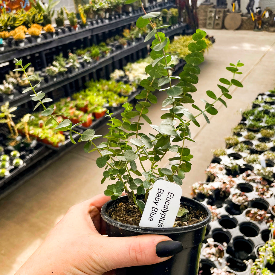 Baby Blue Eucalyptus, Florist Silver Dollar, Plant – Magic Valley Gardens