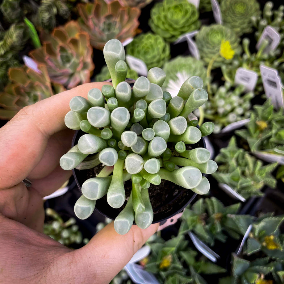 Fenestraria aurantiaca 'Baby Toes'  Magic Valley Gardens