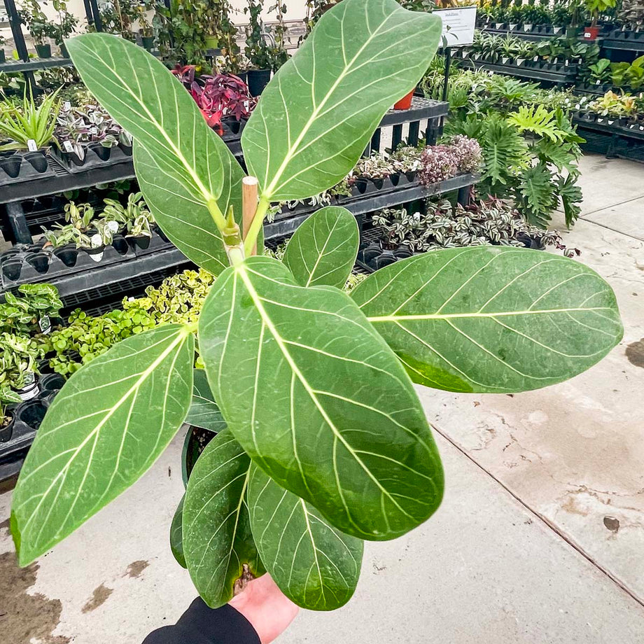 Ficus 'Audrey' – Magic Valley Gardens