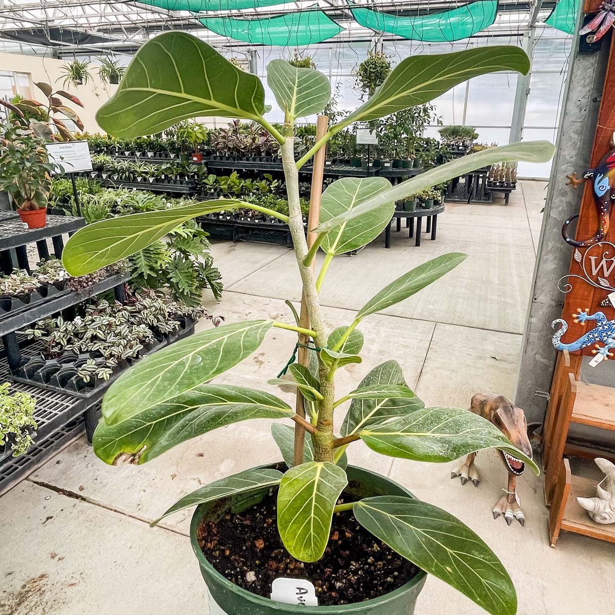 ficus audrey etsy Ficus 'Audrey'