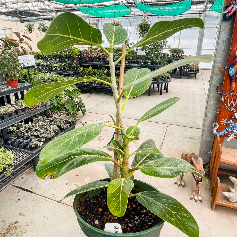 ficus audrey common name Ficus 'Audrey' – Magic Valley Gardens