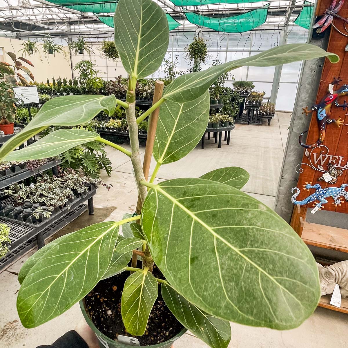 audrey ficus split Ficus 'Audrey'