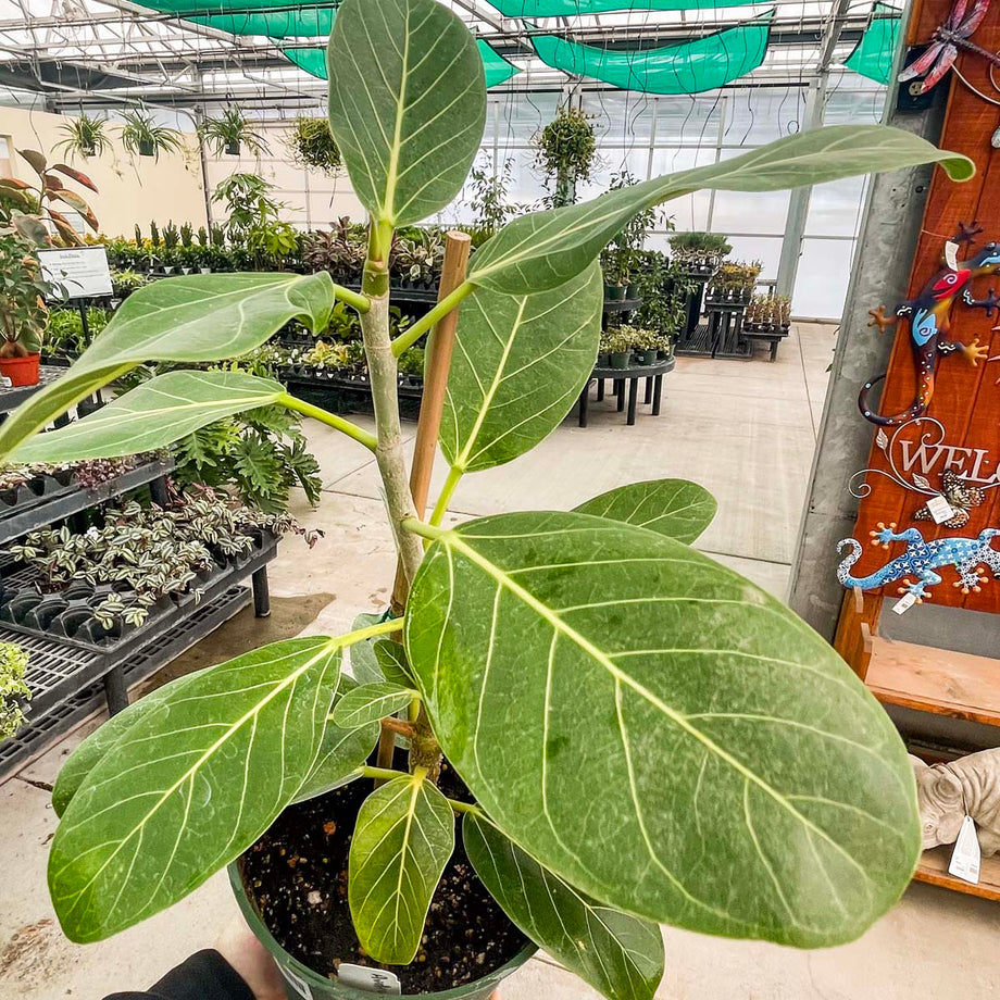 Ficus 'Audrey' – Magic Valley Gardens