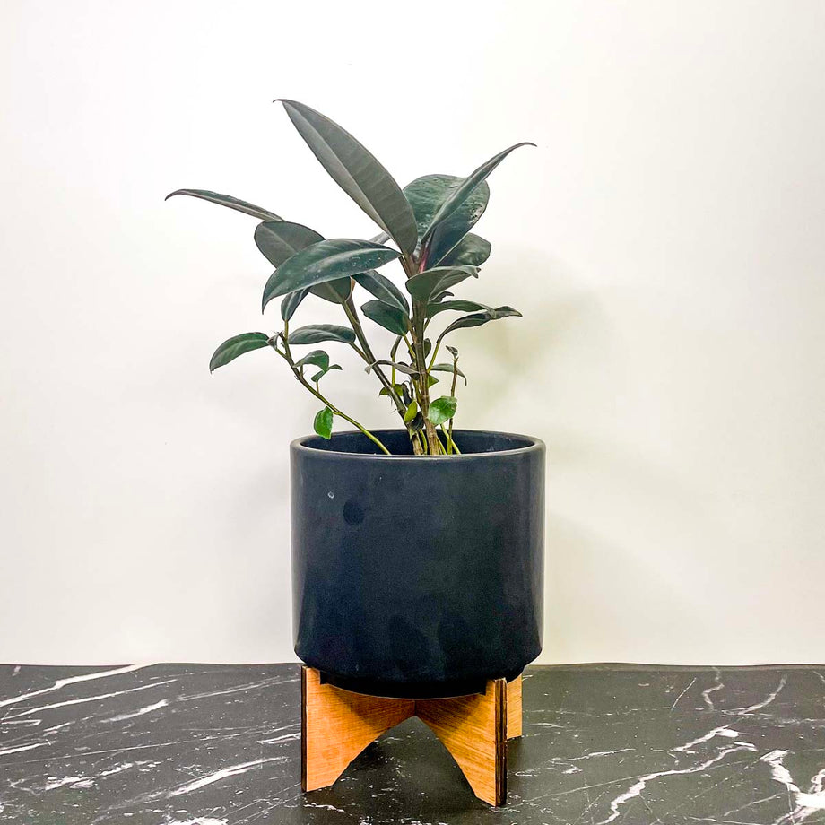 ficus burgundy indoor plant Ficus 'Burgundy' – Magic Valley Gardens
