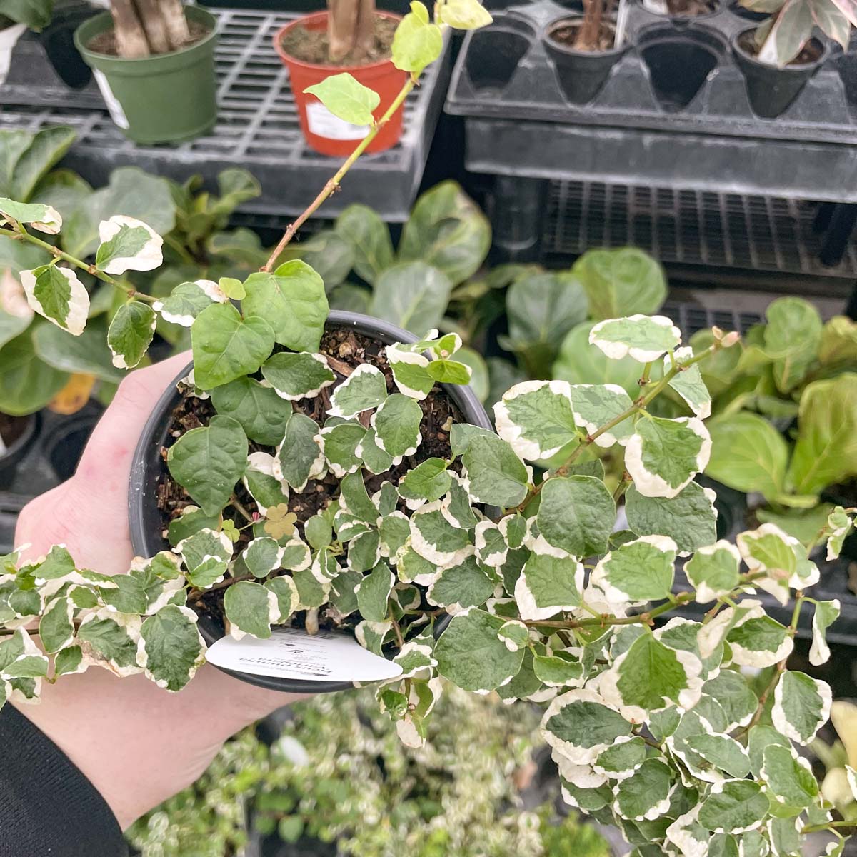 creeping fig indoor plant care Ficus 'Variegated Creeping Fig' – Magic Valley Gardens
