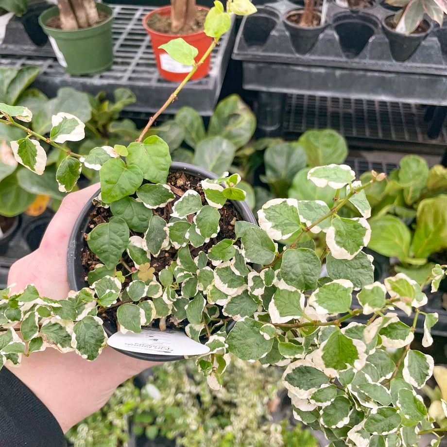 ficus pumila indoor plant Ficus 'Variegated Creeping Fig' – Magic Valley Gardens