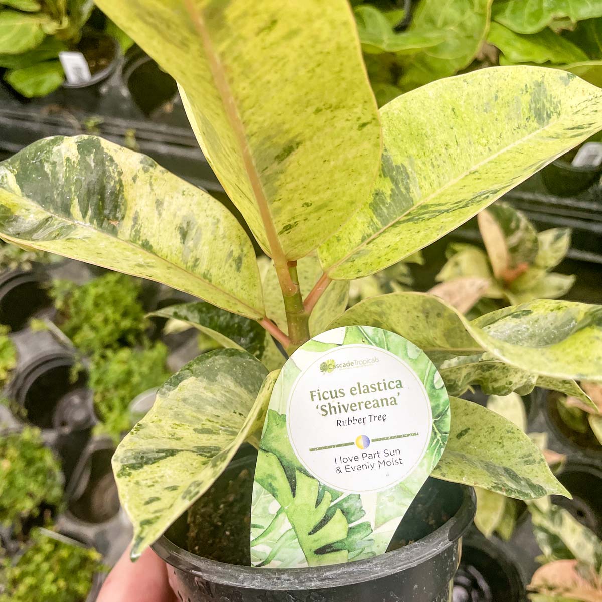 rubber tree shivereana Ficus 'Shivereana' – Magic Valley Gardens
