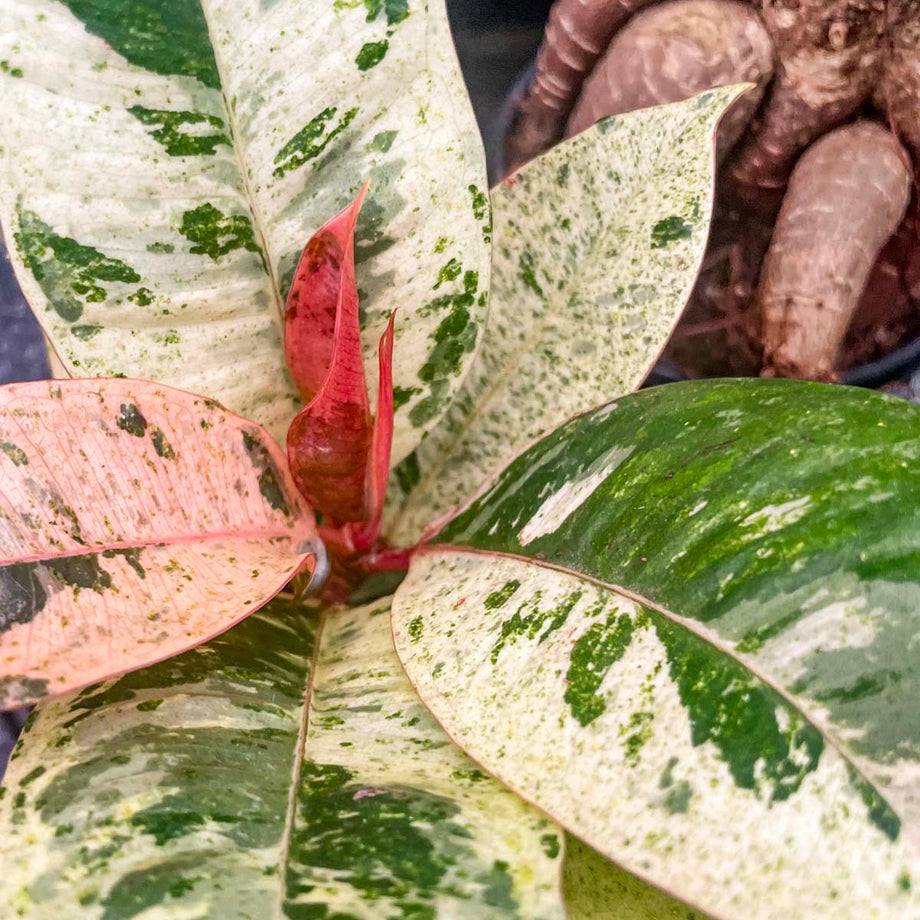 Ficus 'Shivereana' – Magic Valley Gardens