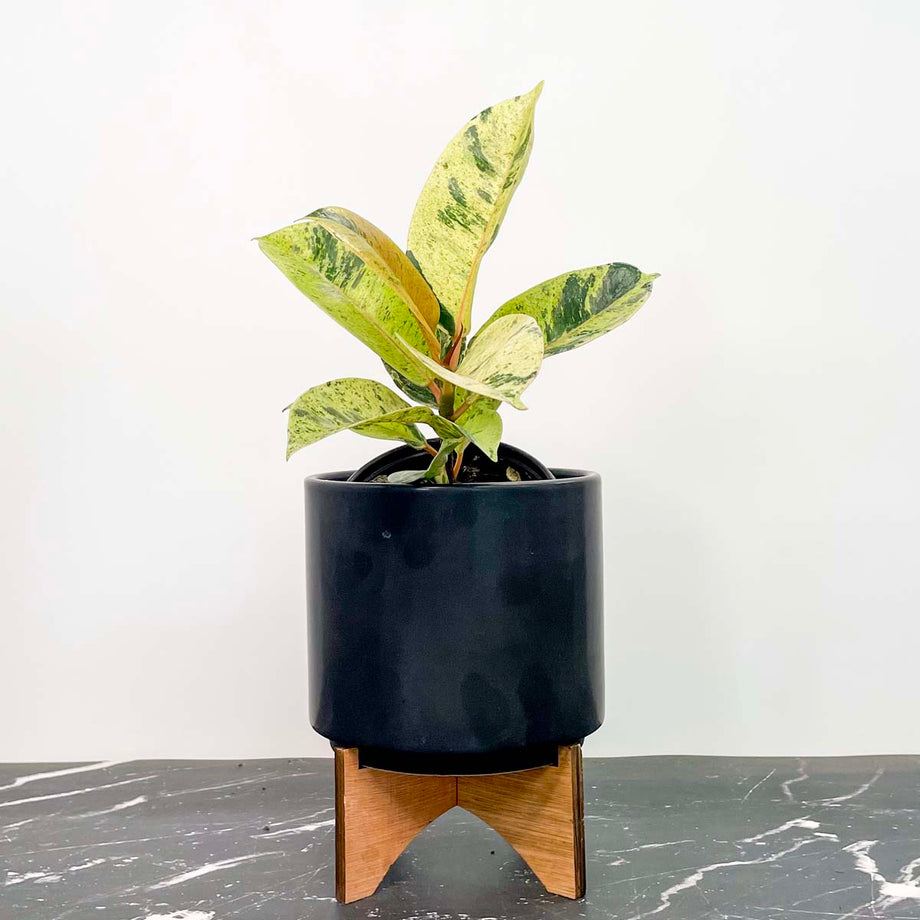 Ficus 'Shivereana'