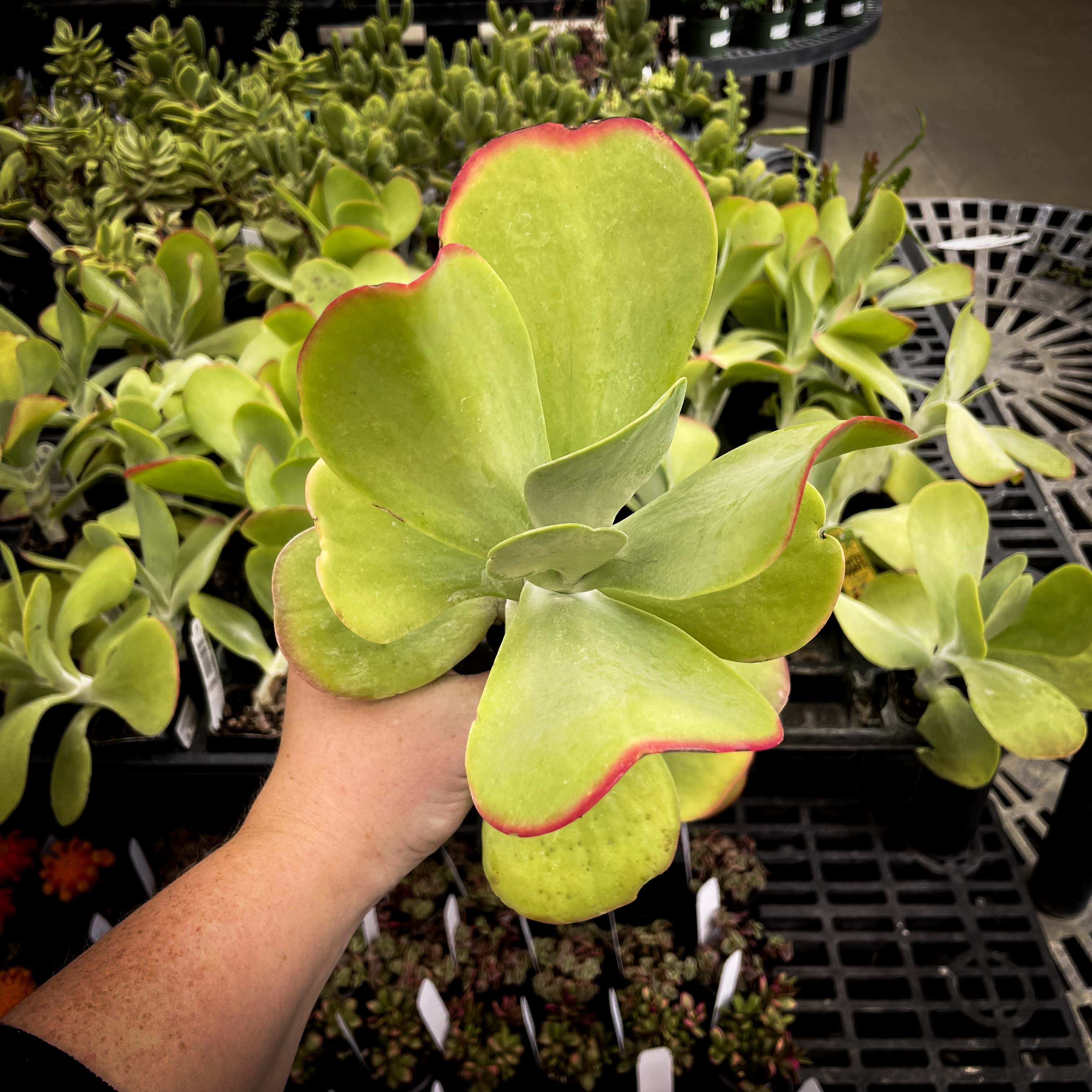 succulents flapjacks Kalanchoe luciae 'Flapjacks' (Paddle Plant) – Magic Valley Gardens