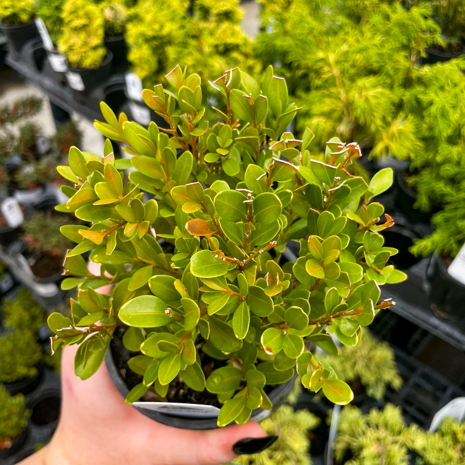 Green Velvet Boxwood | Compact Evergreen for Hedges & Borders