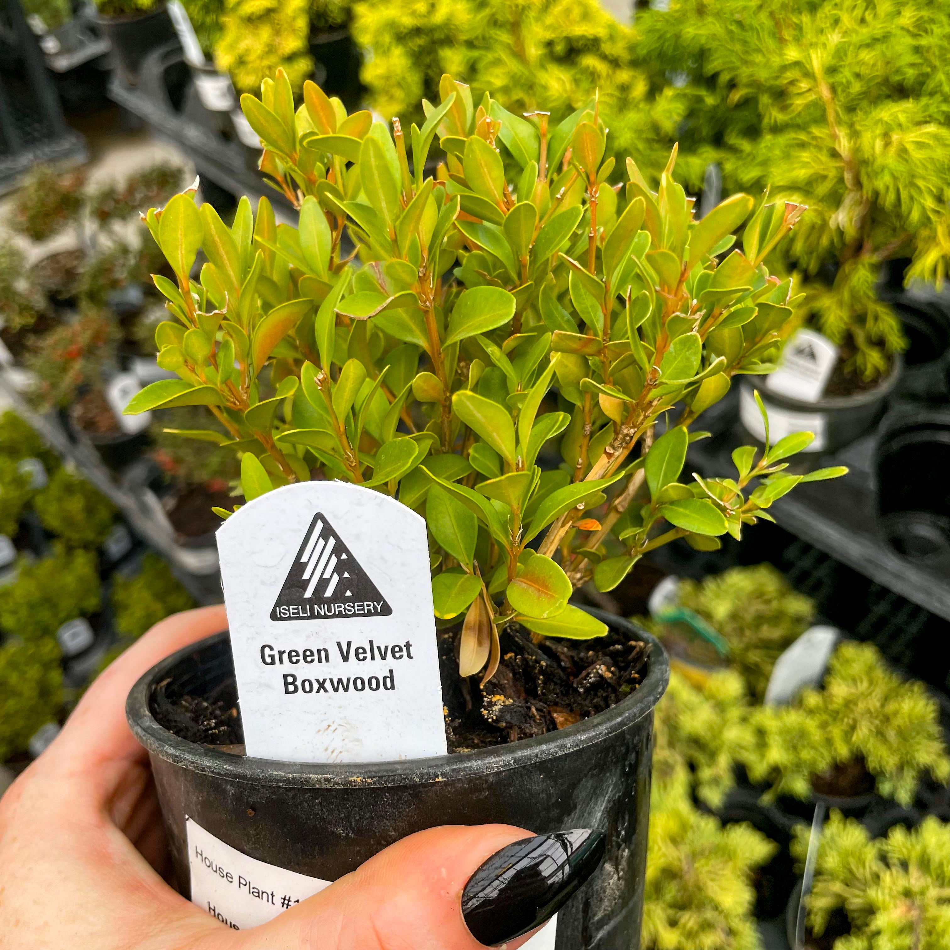 boxwood house plant Green Velvet Boxwood