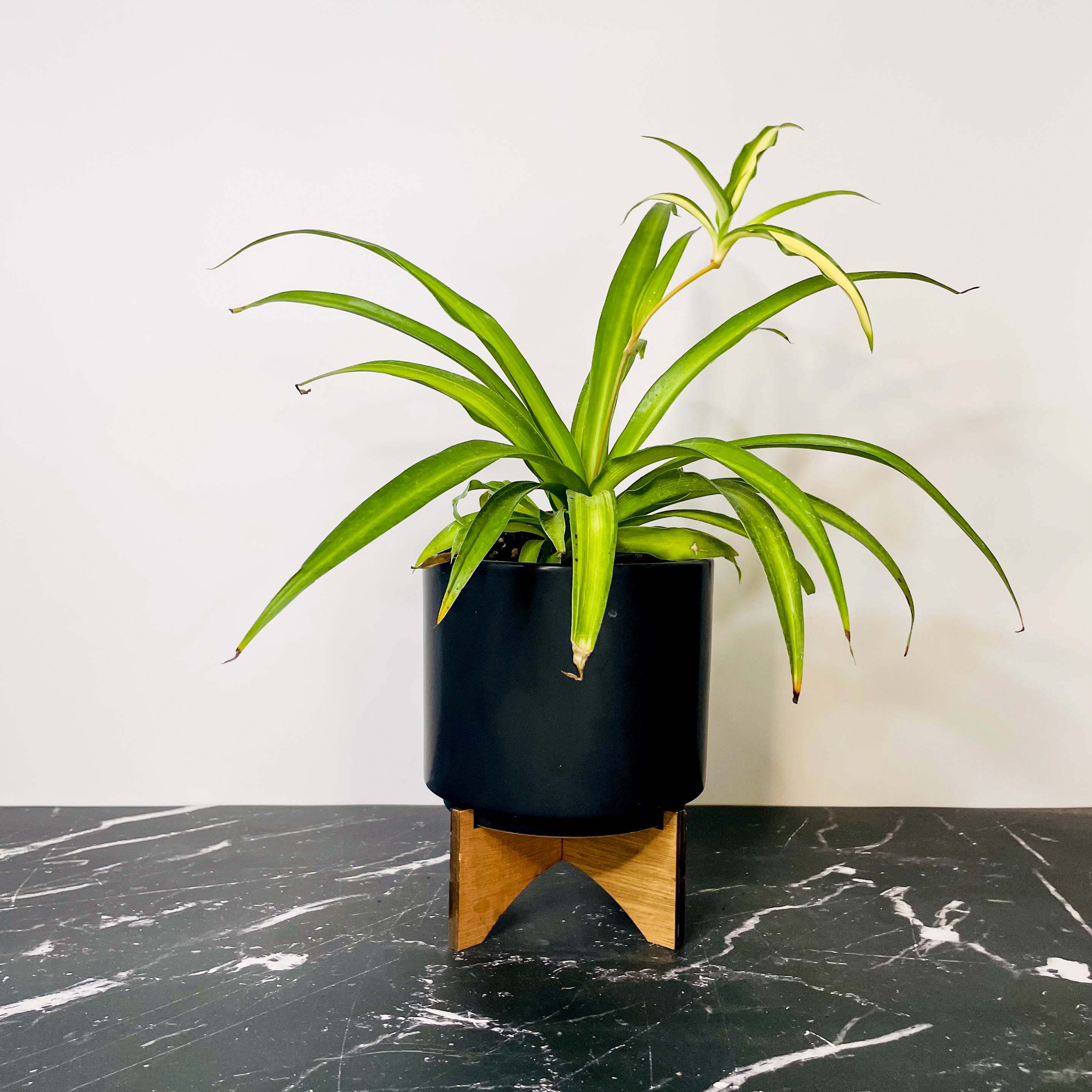 hawaiian potted plants Chlorophytum comosum 'Hawaiian' (Spider Plant) – Magic Valley Gardens