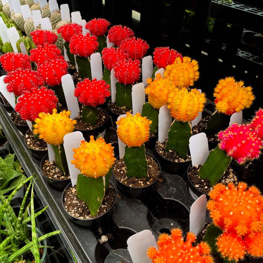 colorful cactus succulents Moon Cactus, Succulent Plant – Magic Valley Gardens