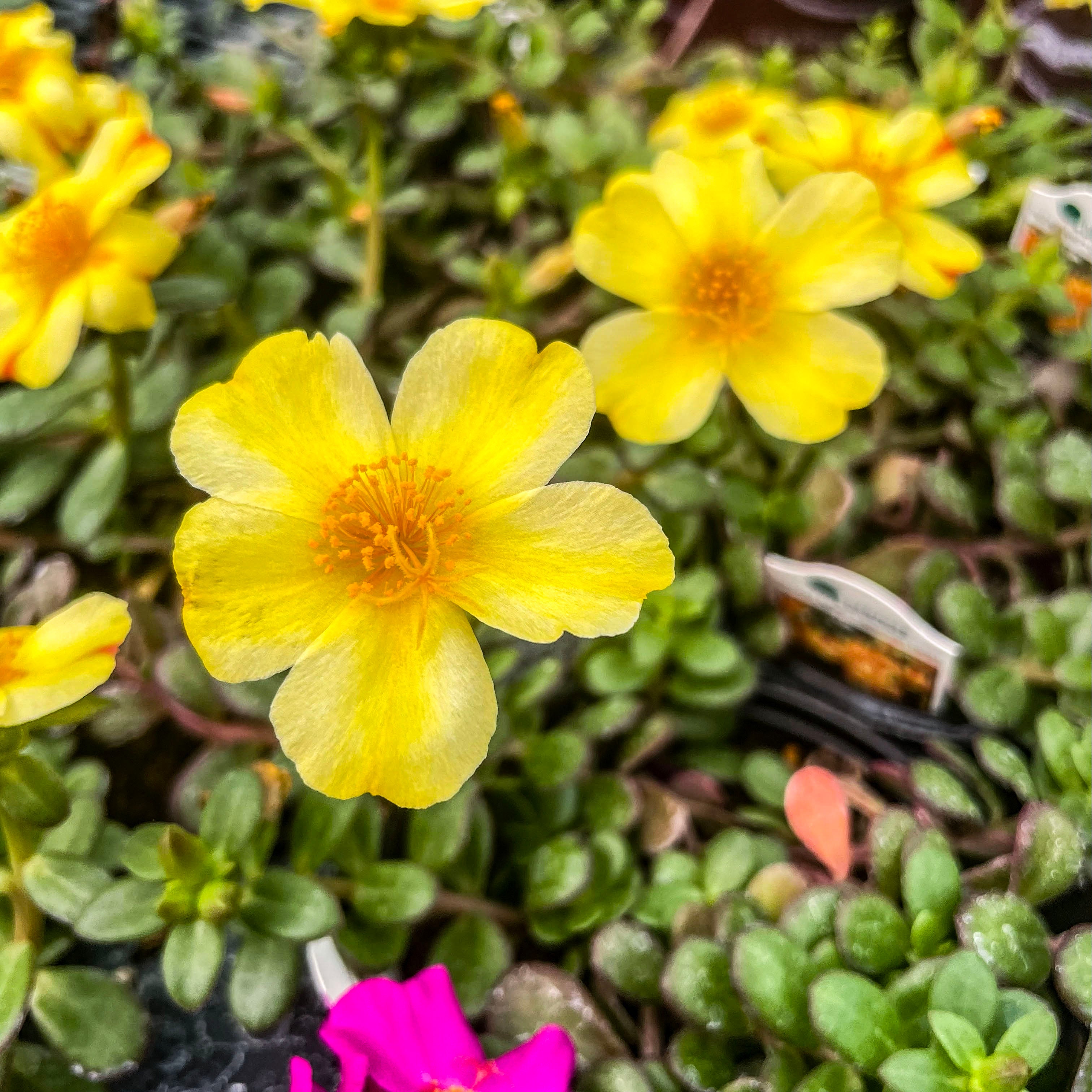 Pazzaz Nano Orange Twist Portulaca – Magic Valley Gardens
