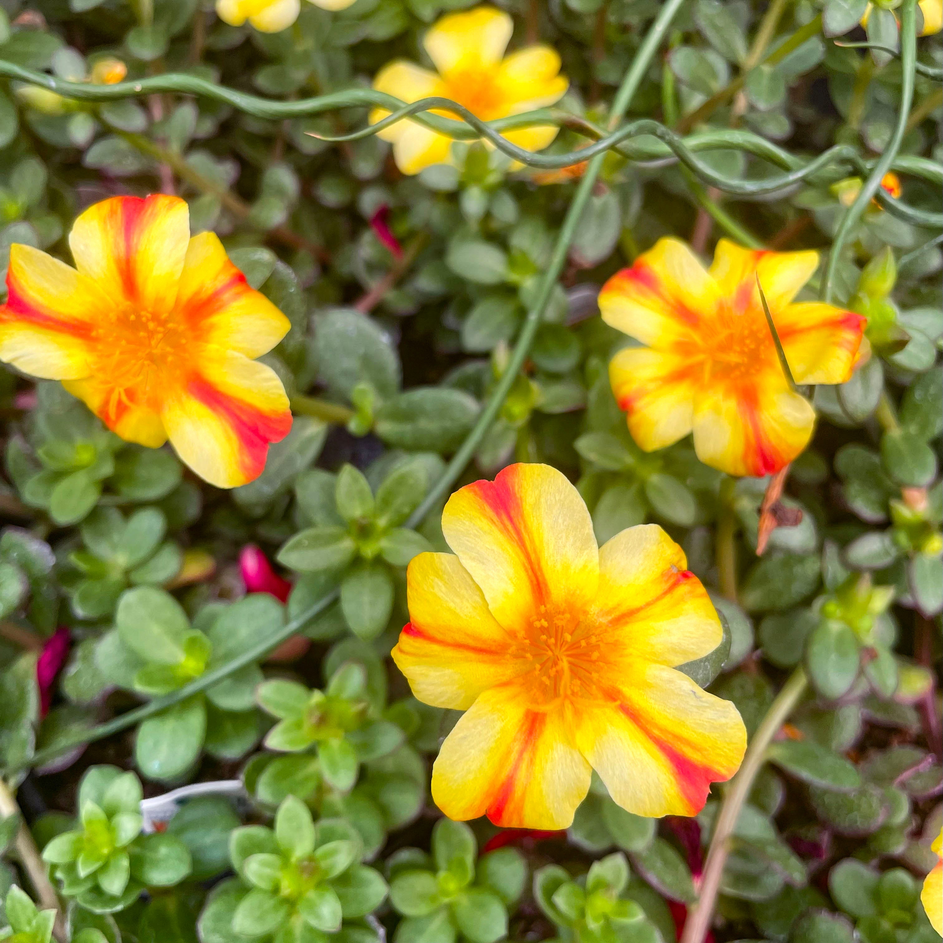 Pazzaz Nano Orange Twist Portulaca – Magic Valley Gardens
