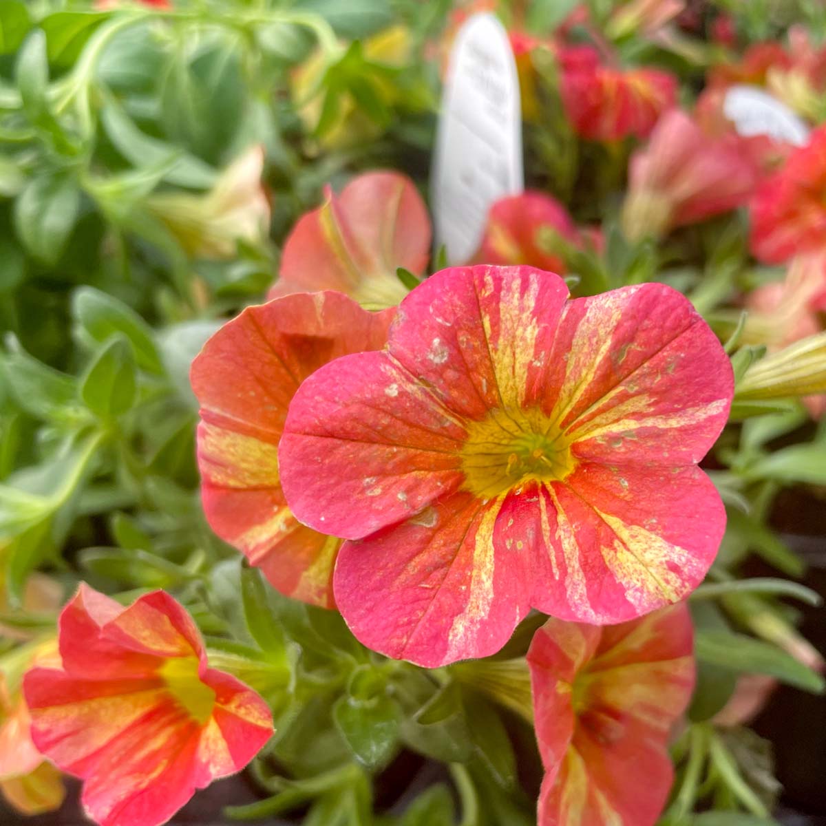 Superbells Tropical Sunrise Calibrachoa – Magic Valley Gardens
