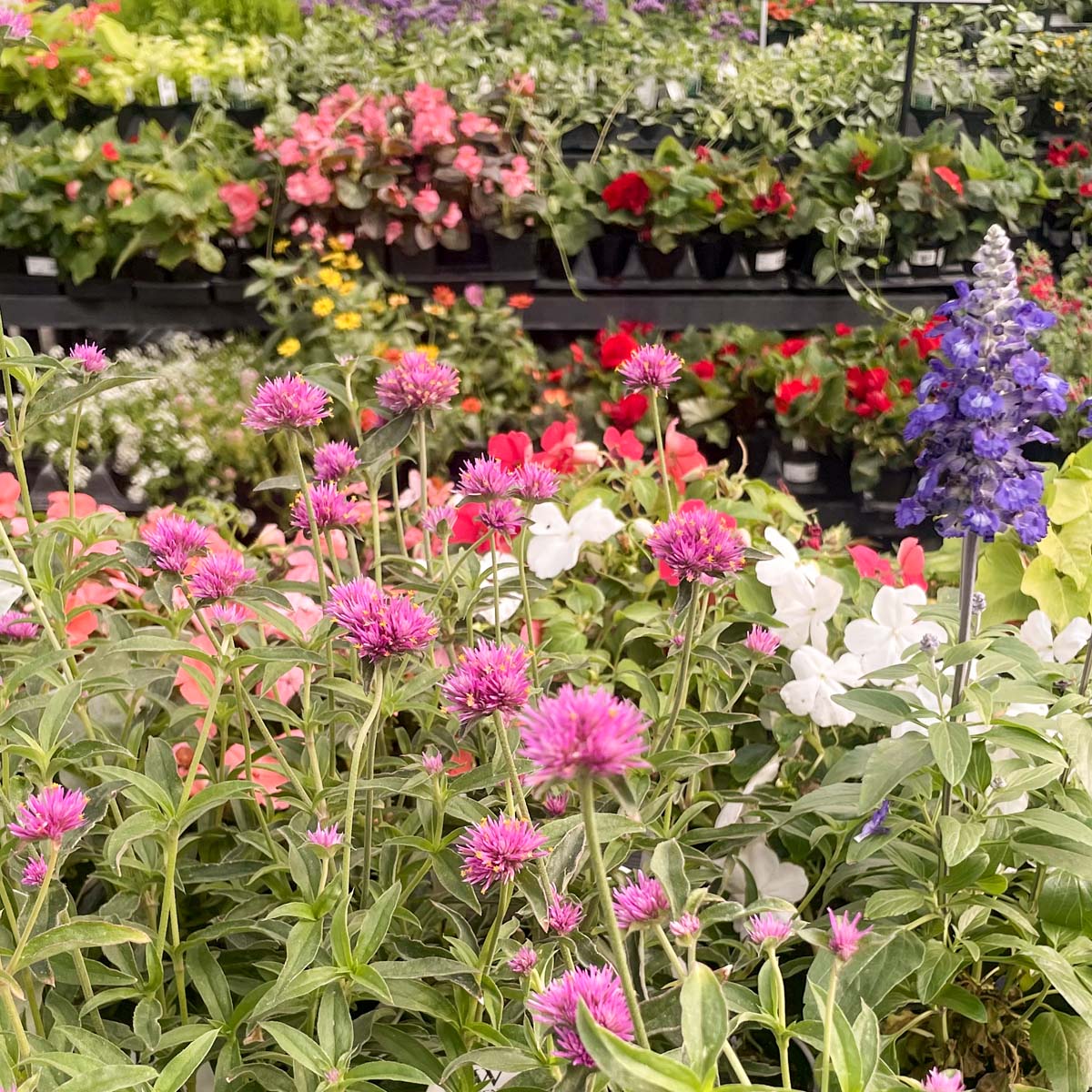 truffula flower seeds Truffula Pink Gomphrena