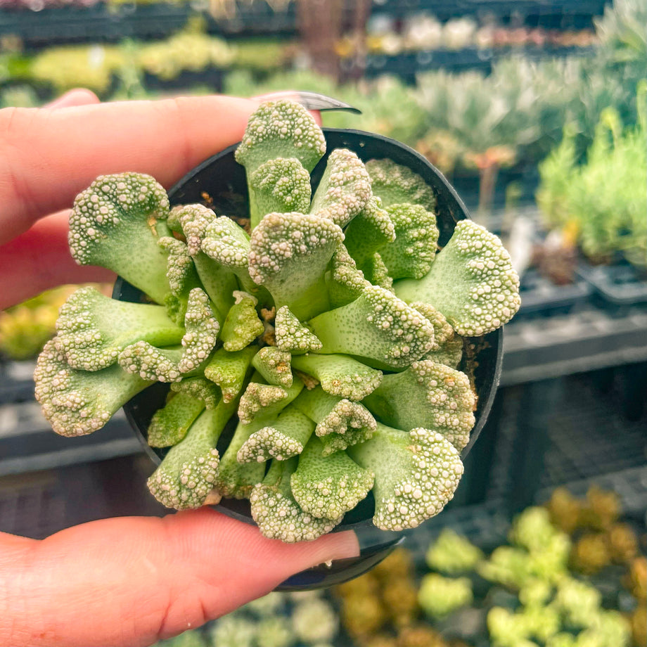 trost succulent Titanopsis calcareum, Concrete Leaf Succulent, Mimicry Plant – Magic Valley Gardens