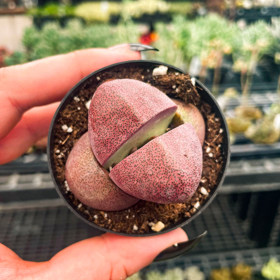 purple split rock succulent Pleiospilos nelii 'Royal Flush' (Split Rock) – Magic Valley Gardens
