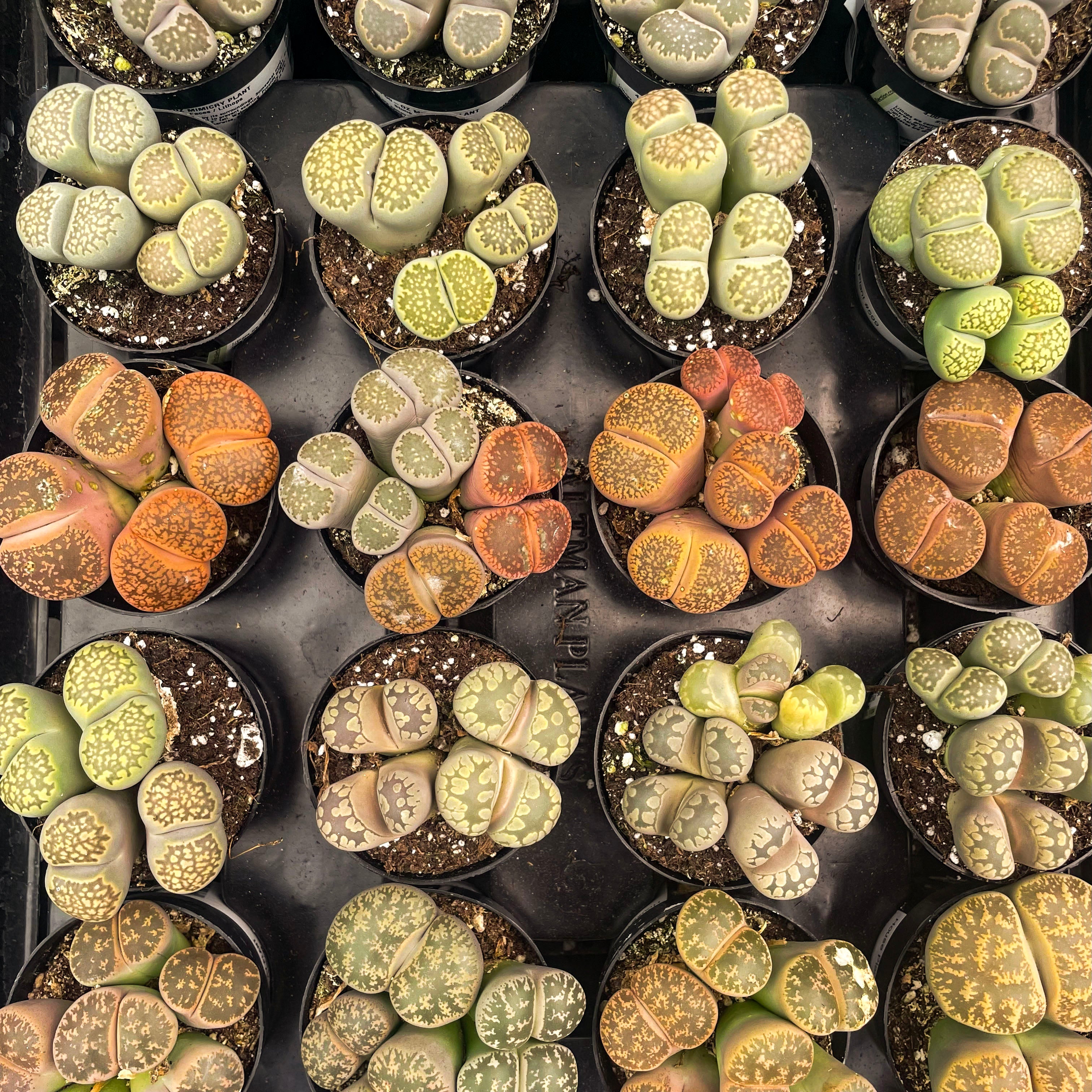 living stone succulent Lithops spp