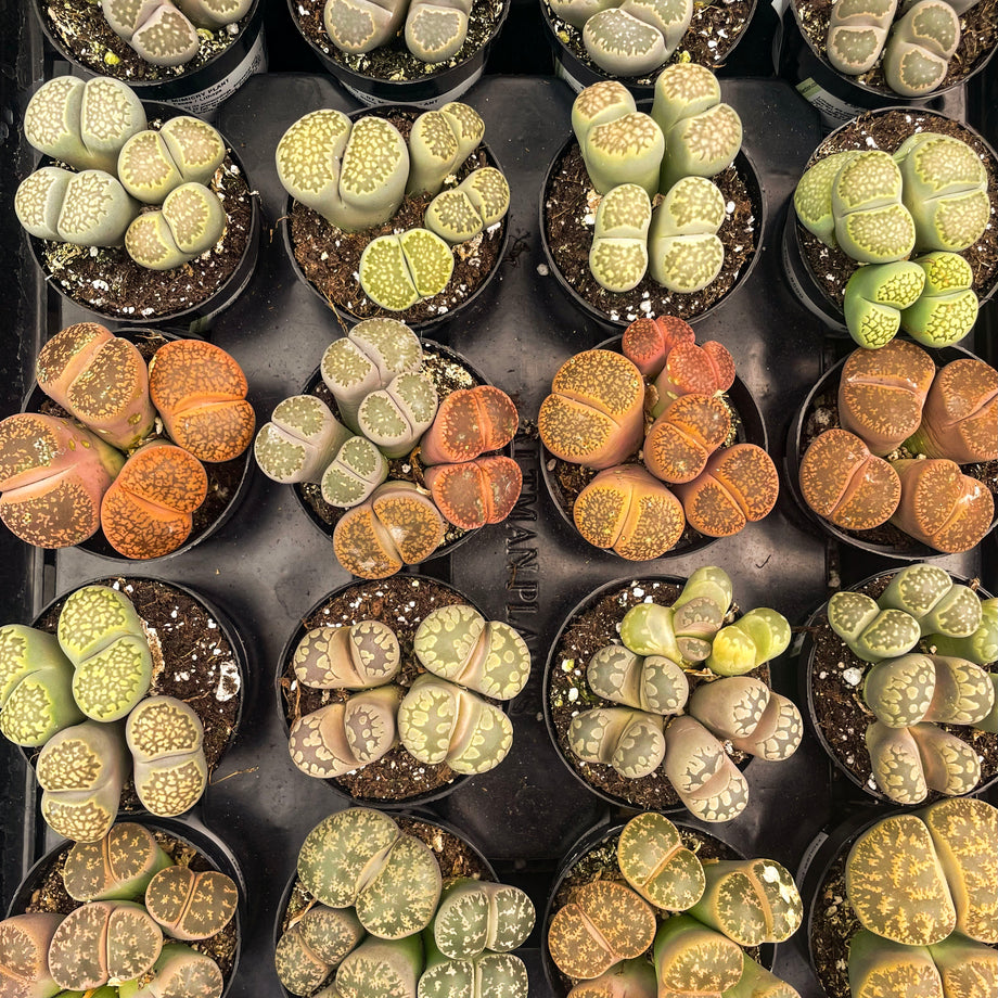 Lithops spp