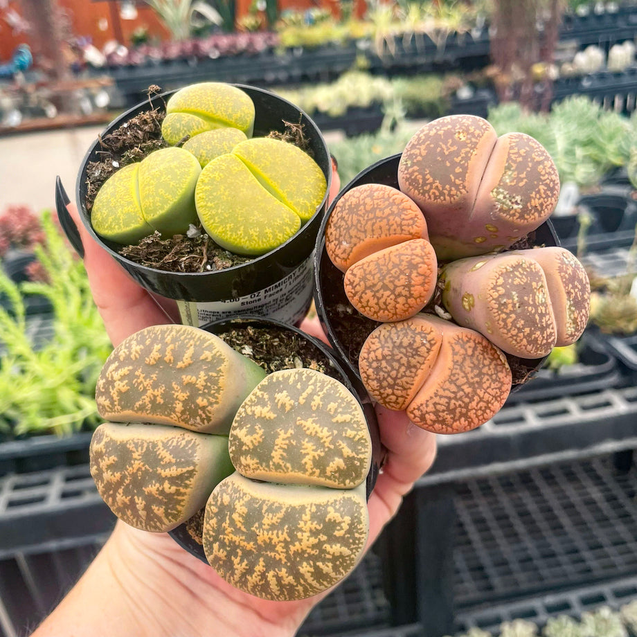 succulent living stones Lithops spp