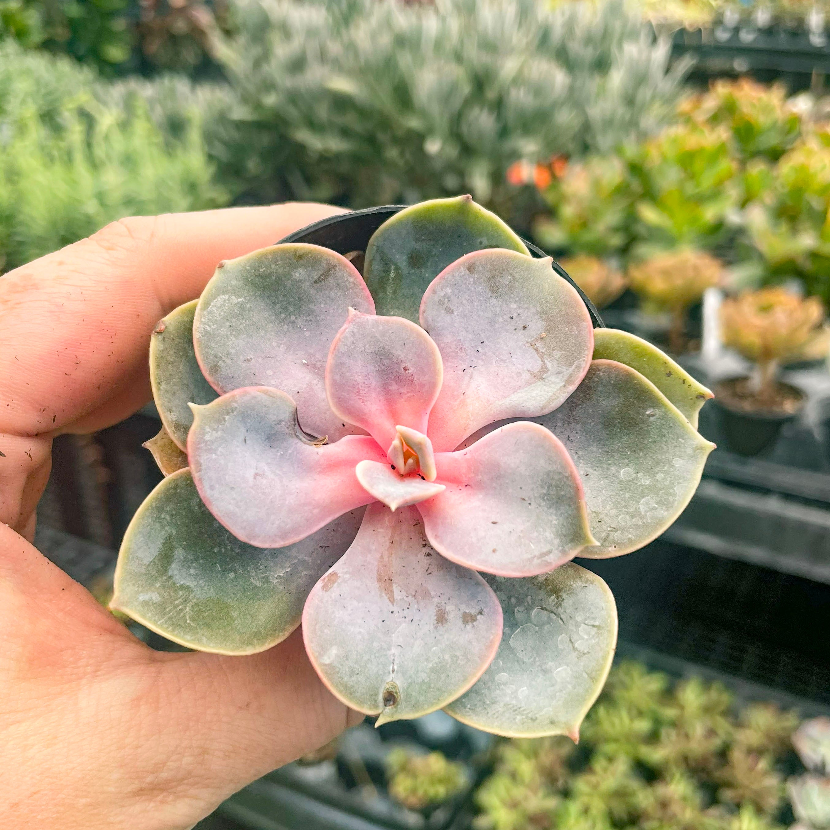perle von nurnberg succulent care Echeveria ‘Perle von Nurnberg’