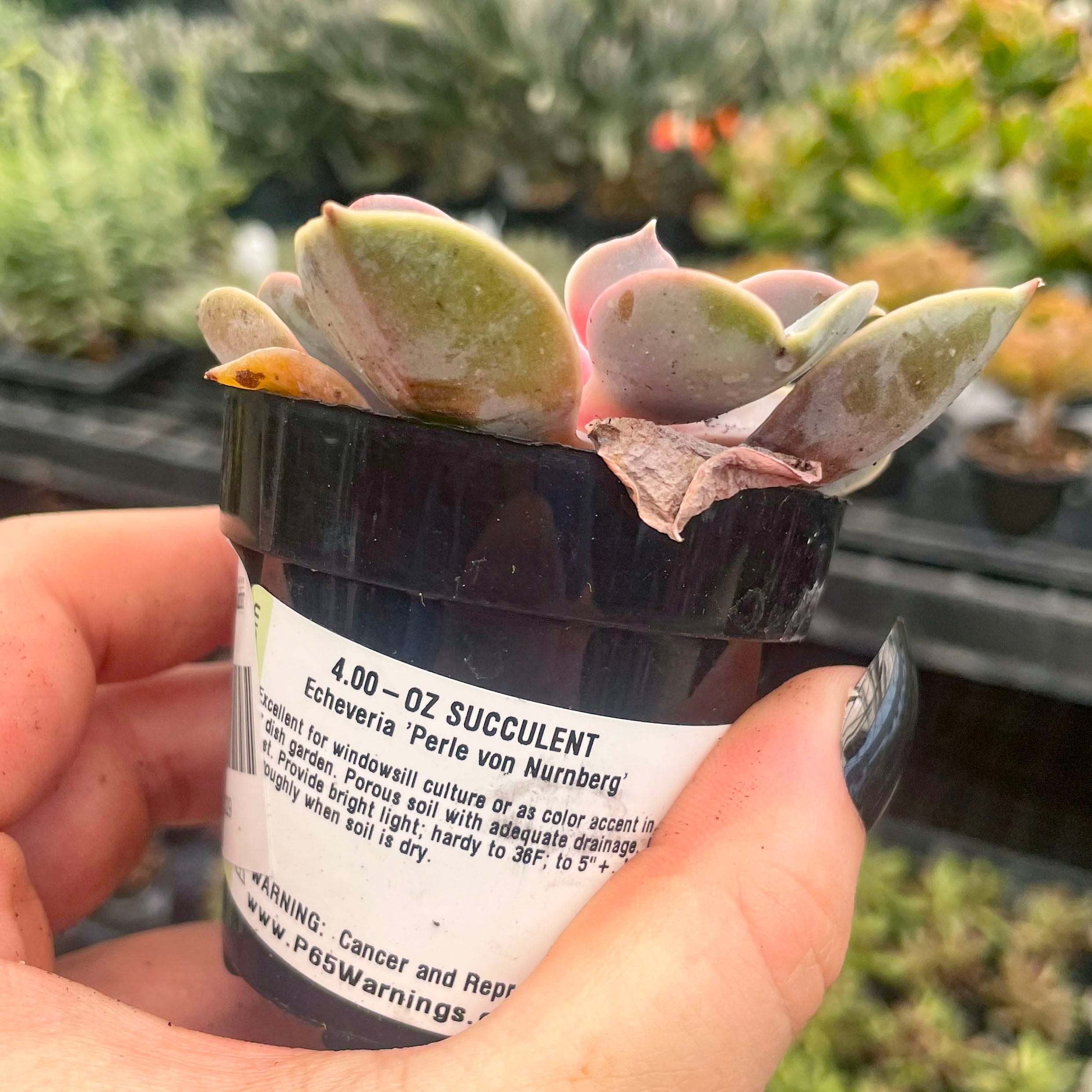 succulent plant perle von nurnberg Echeveria ‘Perle von Nurnberg’
