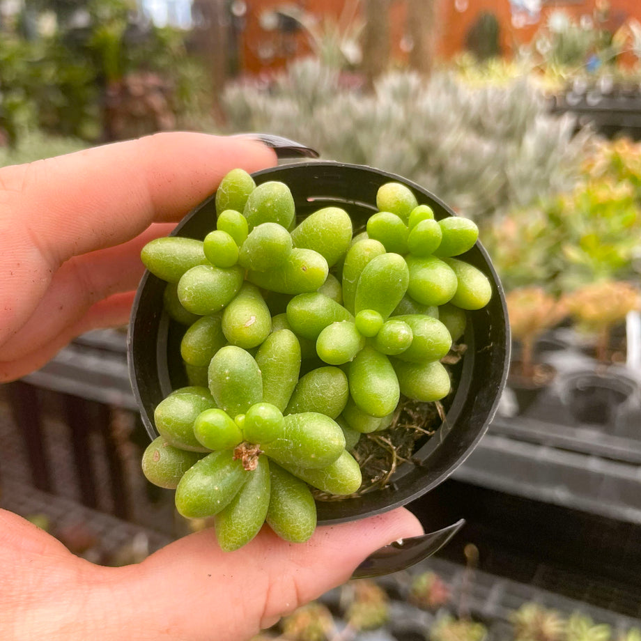 succulents that look like grapes Sedum hernandezii