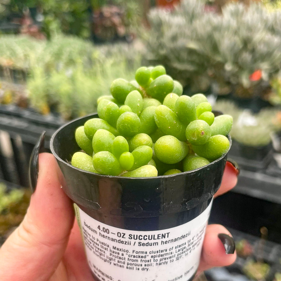 succulent that looks like grapes Sedum hernandezii – Magic Valley Gardens