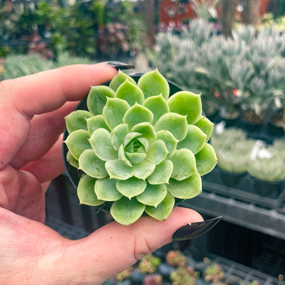 chilean succulents Echeveria 'Lime n' Chile' – Magic Valley Gardens
