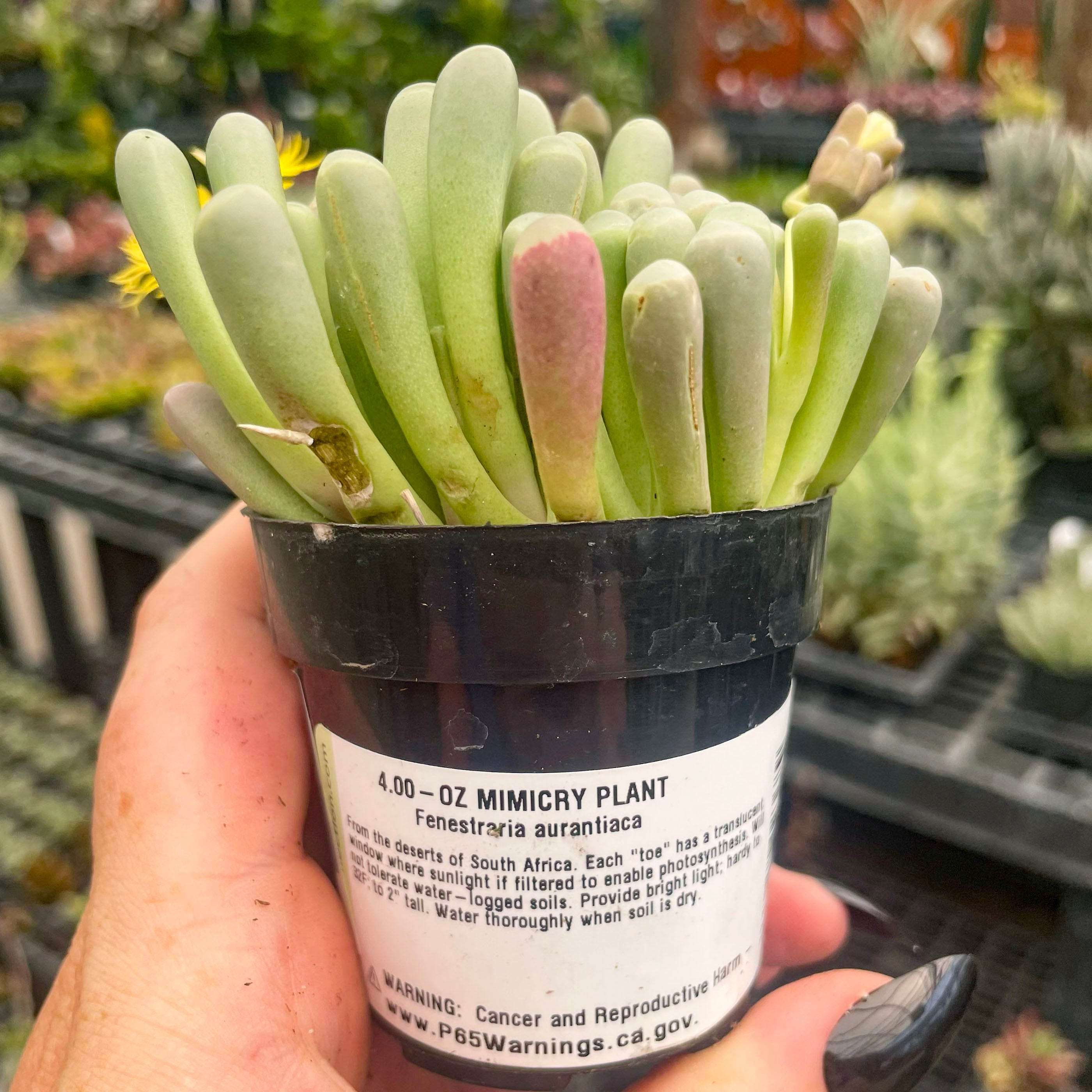 toe succulents Fenestraria aurantiaca 'Baby Toes'