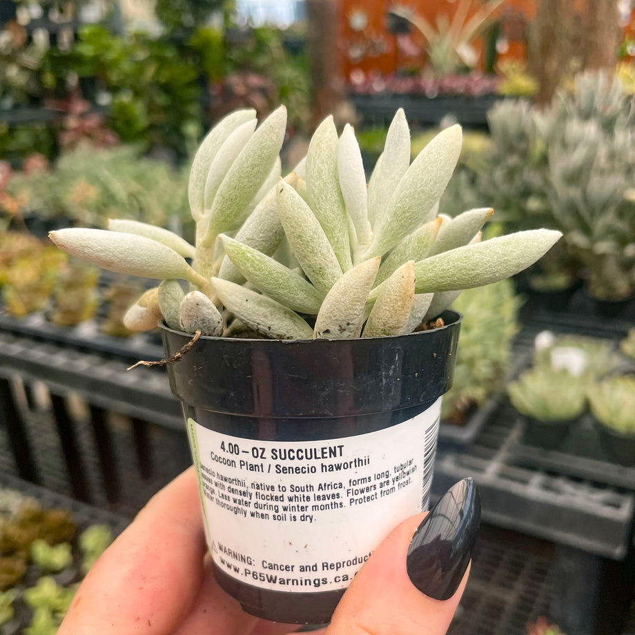 succulent white leaves Senecio haworthii (Woolly Senecio) – Magic Valley Gardens