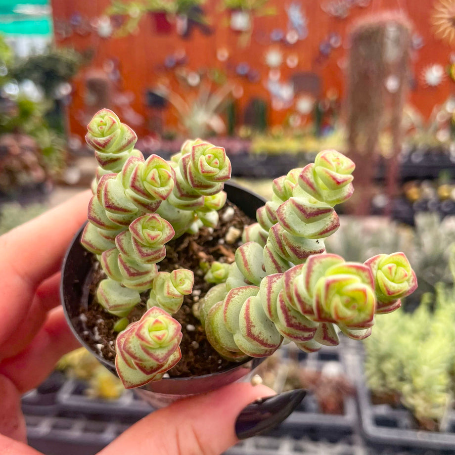 jade necklace succulent care Crassula 'Baby's Necklace' – Magic Valley Gardens