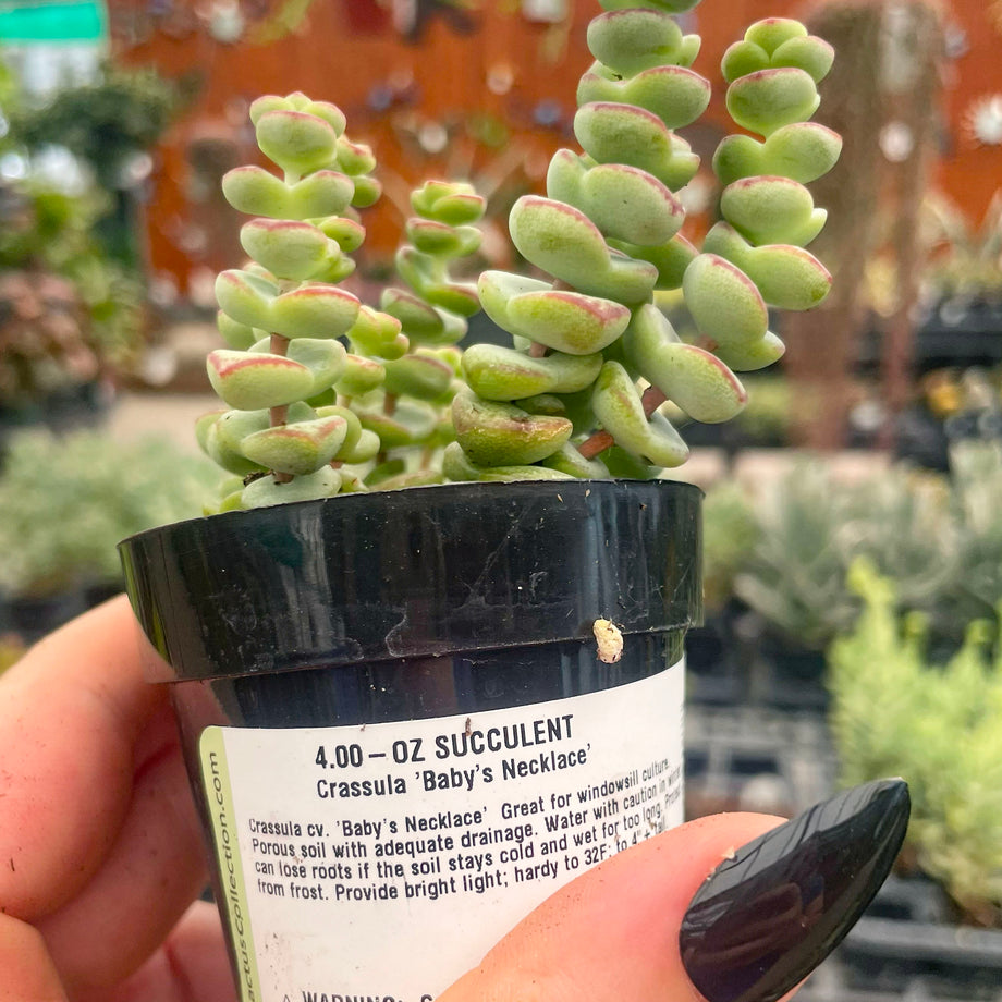 baby succulents Crassula 'Baby's Necklace' – Magic Valley Gardens