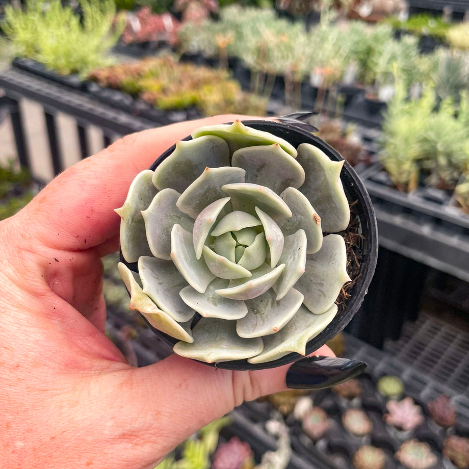 lola succulent plant Echeveria ‘Lola’